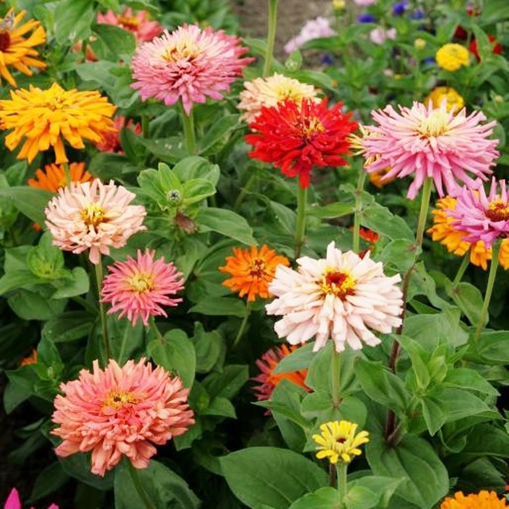 Zinnia Seeds - Cactus Flowered Mix
