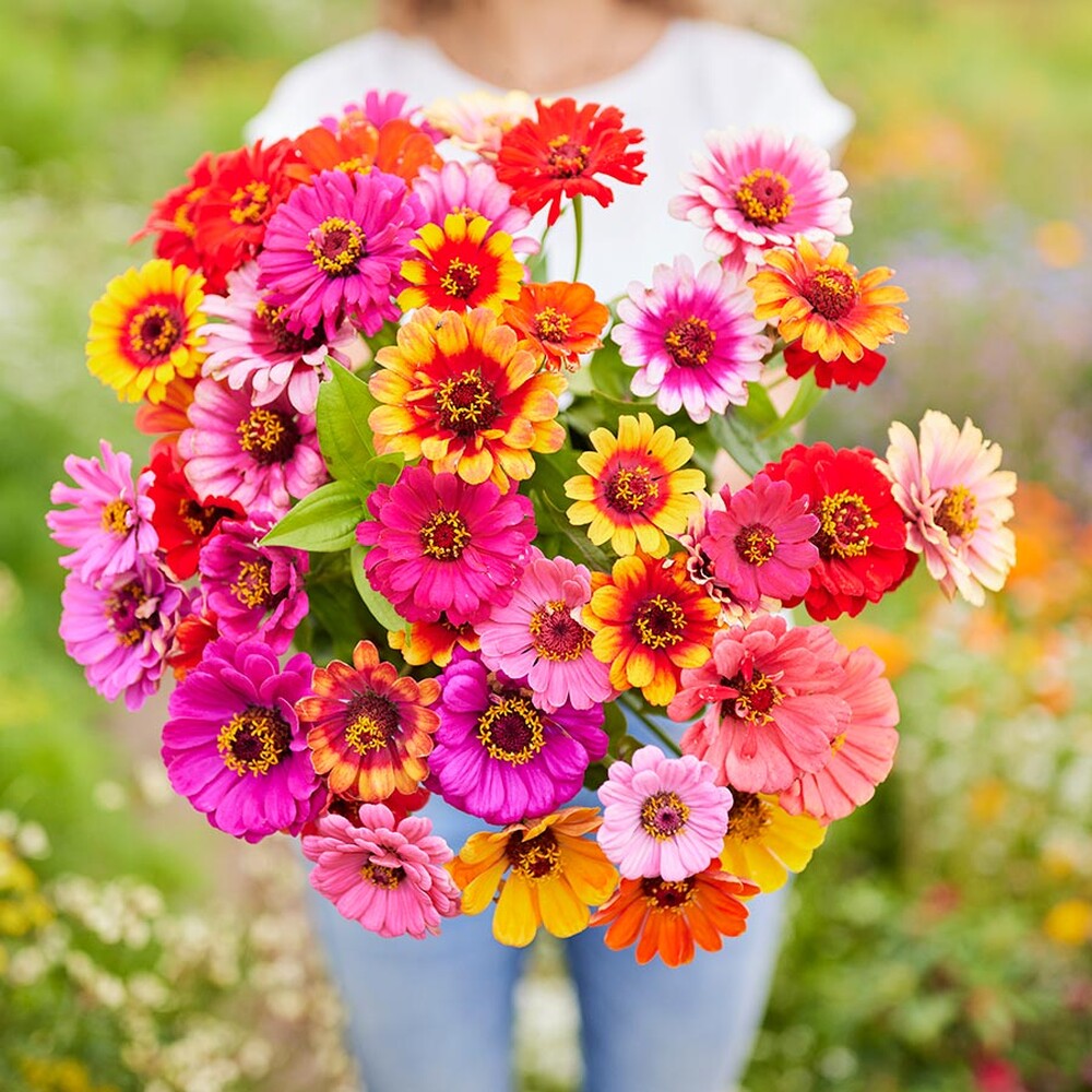 Zinnia Seeds - Carrousel Mixed