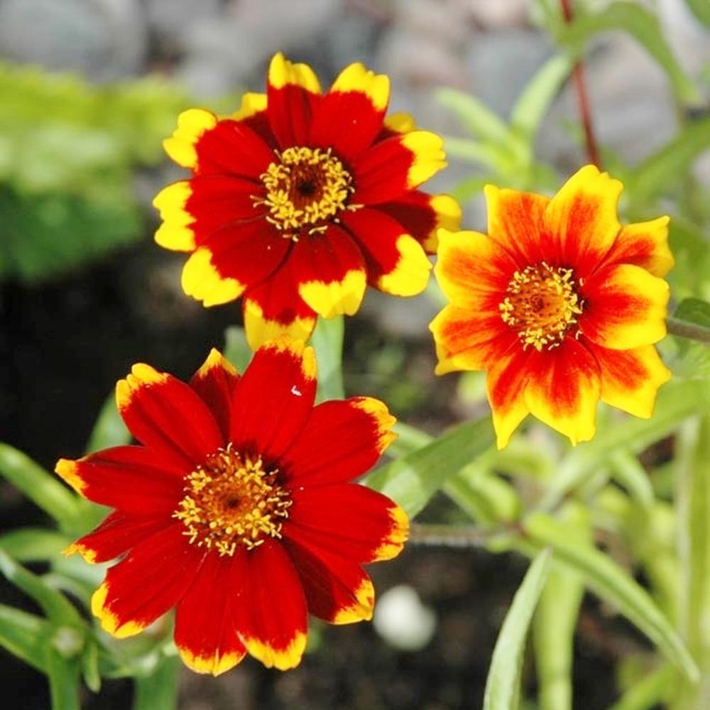 Zinnia Seeds - Chippendale Daisy
