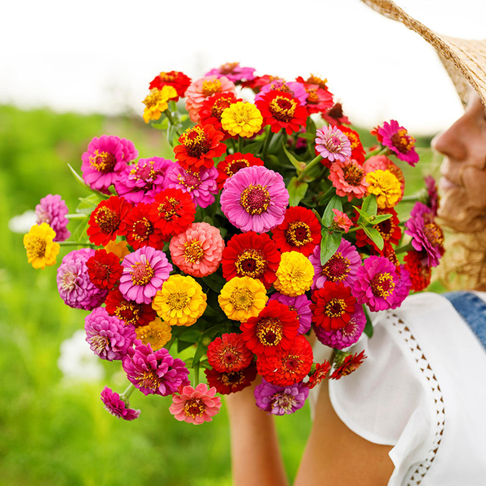 Zinnia Seeds - Lilliput Mix