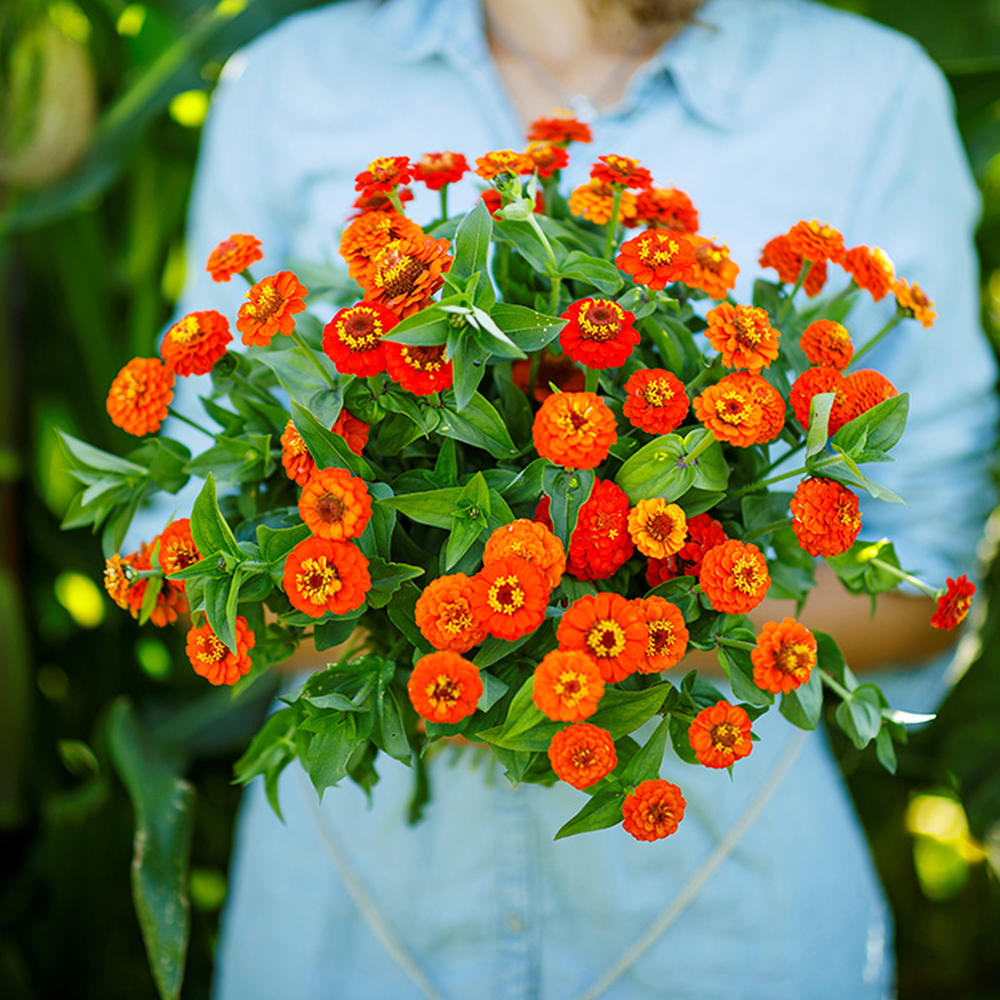 Zinnia Seeds - Lilliput Orange