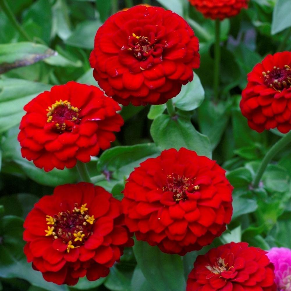 Zinnia Seeds - Lilliput Redman
