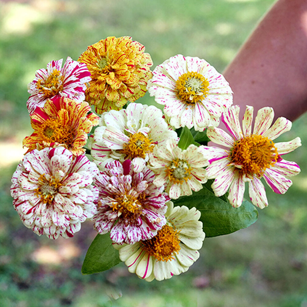 Zinnia Seeds - Peppermint Stick Mixed