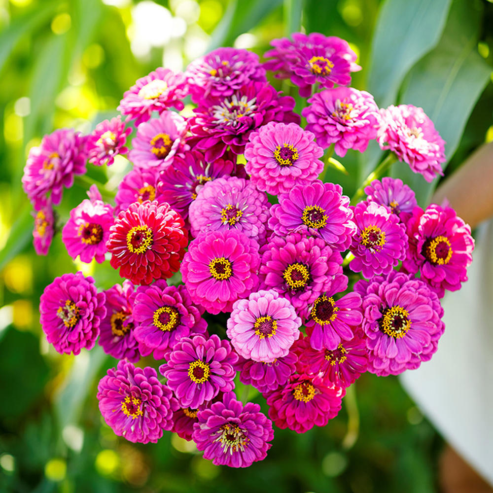 Zinnia Seeds - Purple Prince