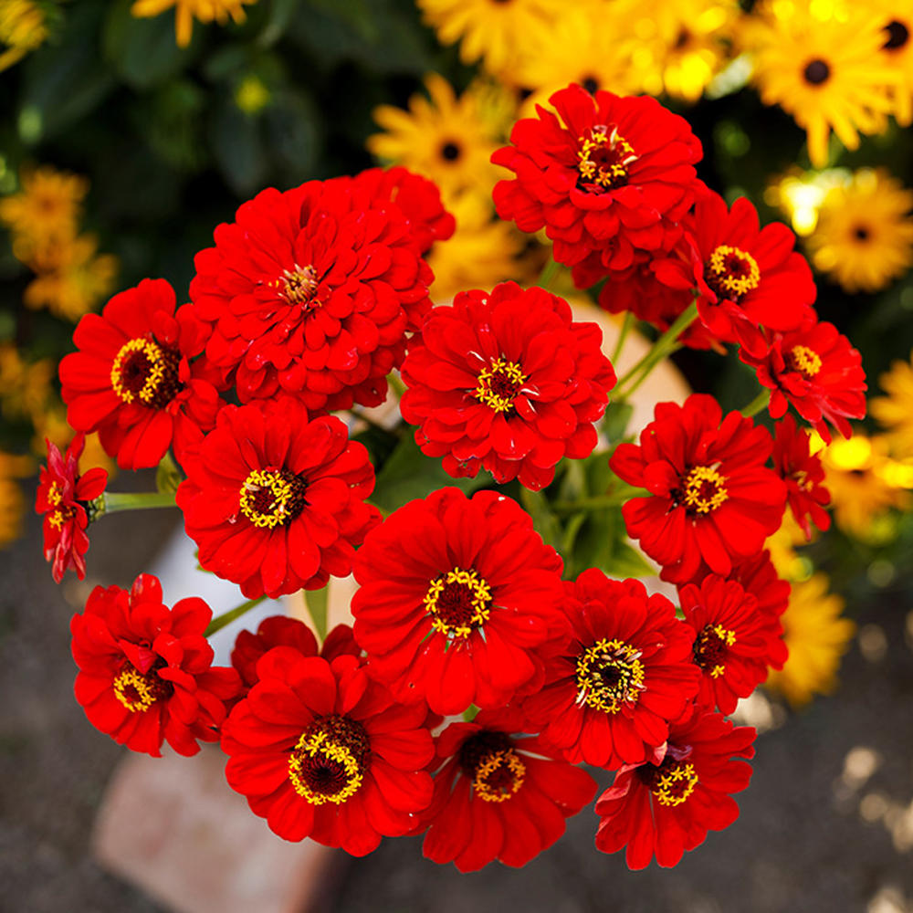 Zinnia Seeds - Scarlet Flame