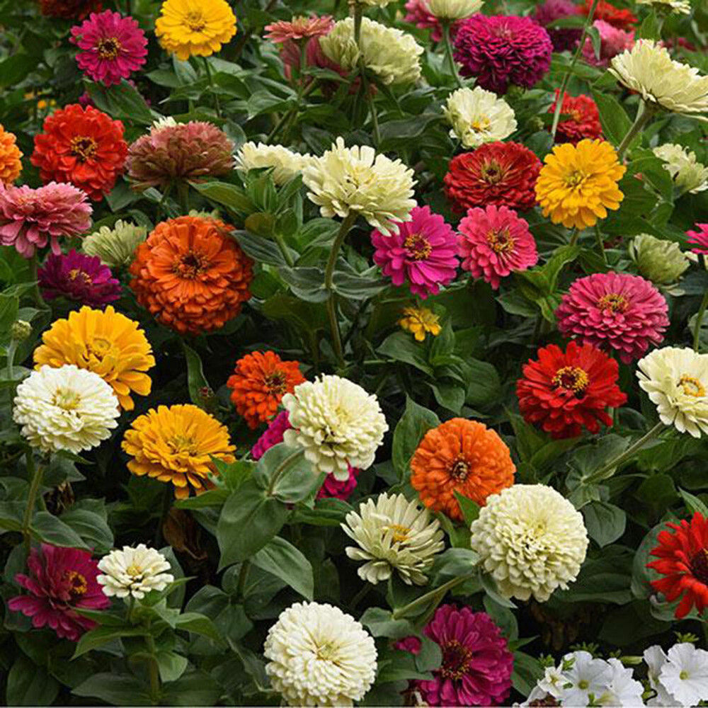 Zinnia Seeds - State Fair Mix
