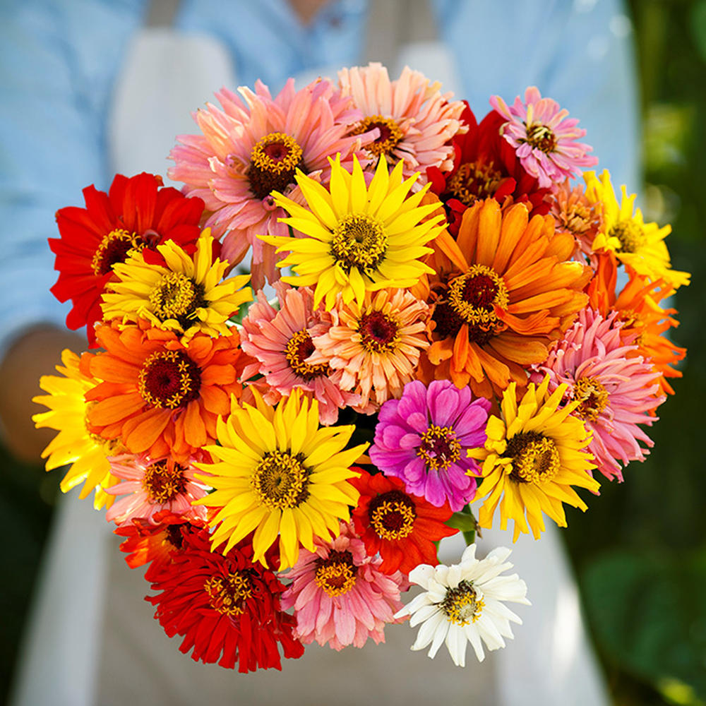 Zinnia Seeds - Super Cactus Giant Mix