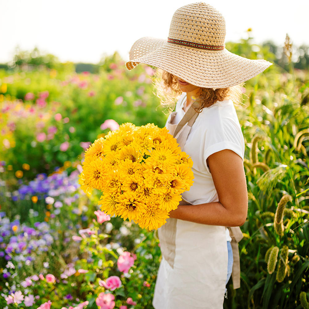 Zinnia Seeds - Super Cactus Sungod