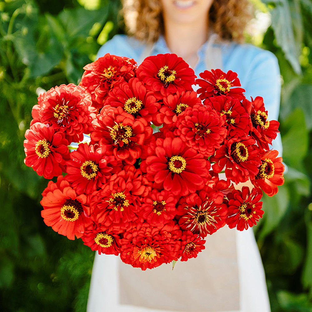 Zinnia Seeds - Will Rogers