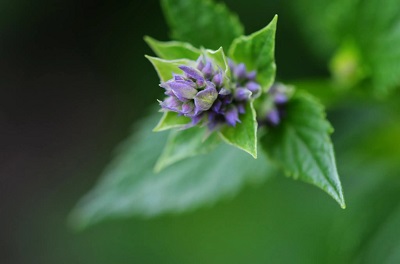 Anise hyssop (Agastache foeniculum)