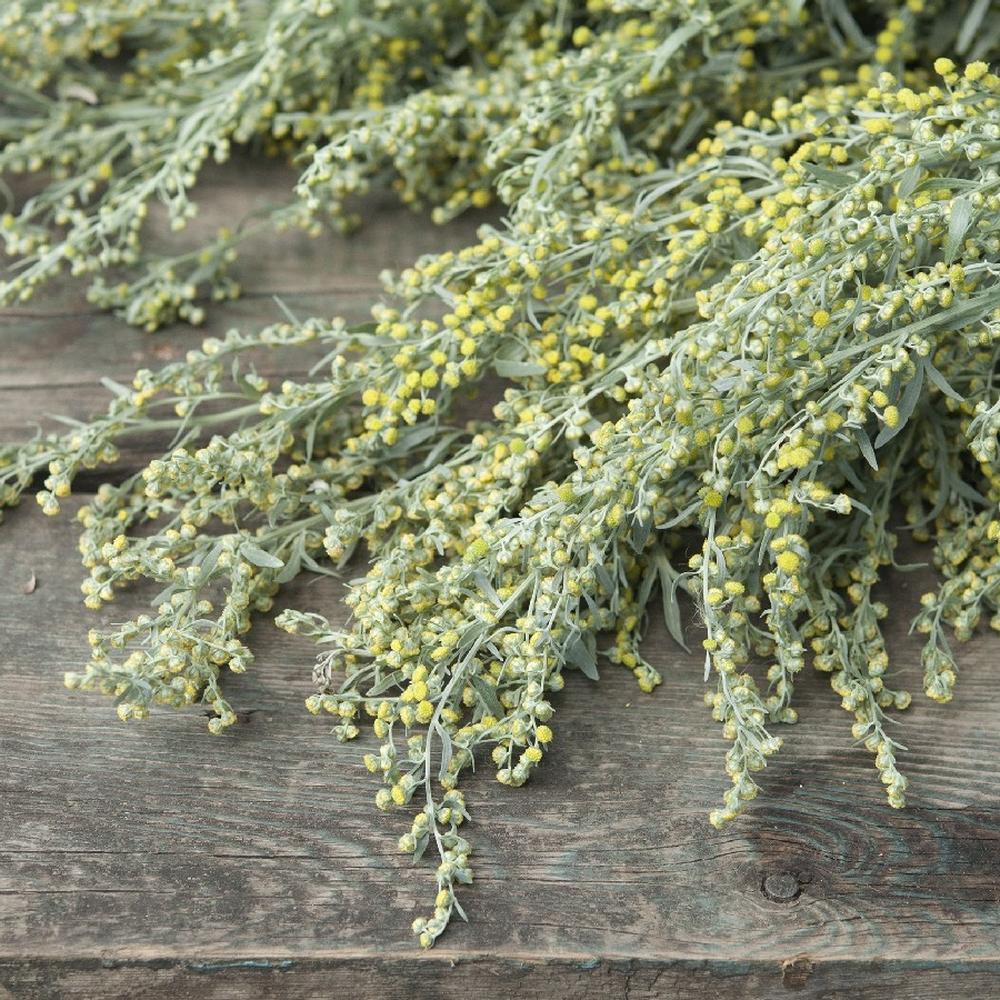 Absinthe Wormwood Seeds