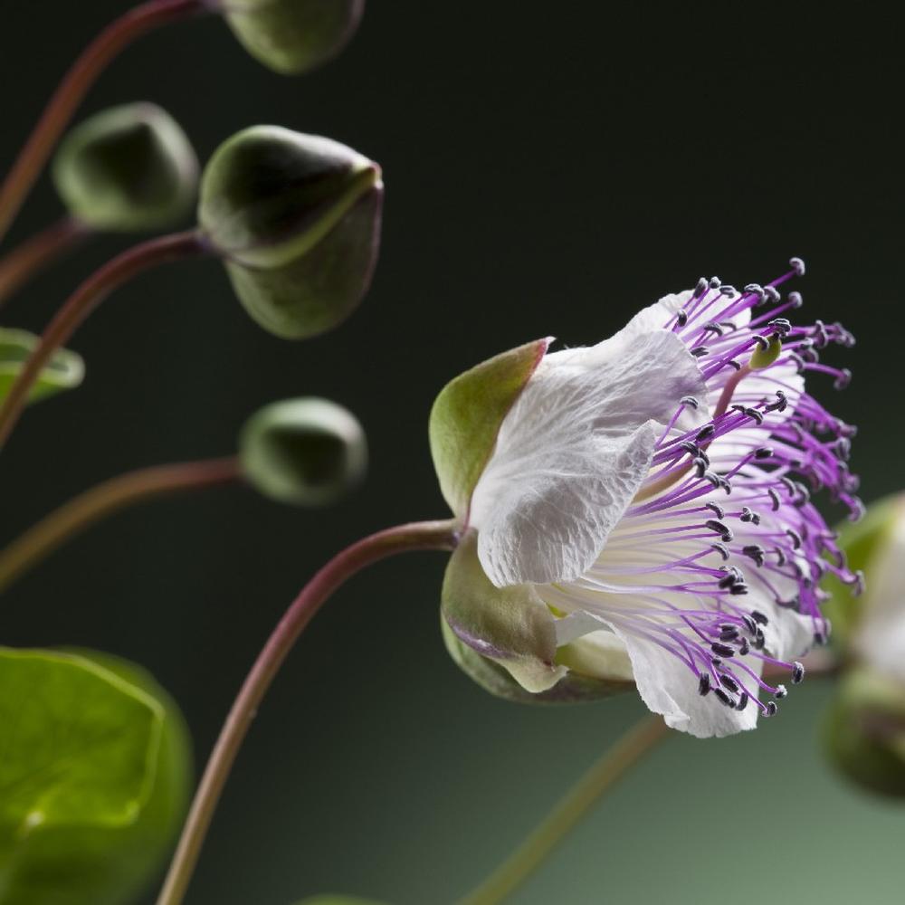 Caper Seeds