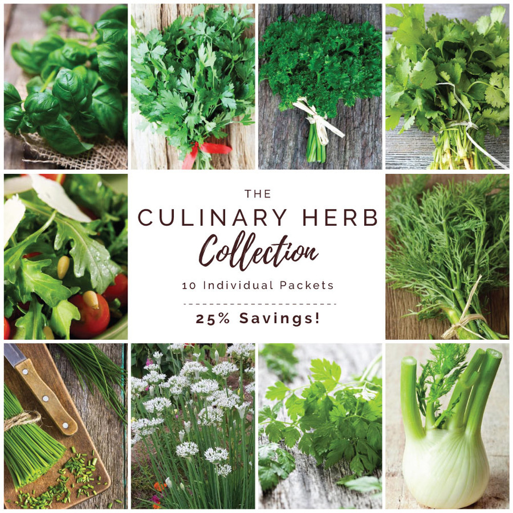 Culinary Herb Seed Collection