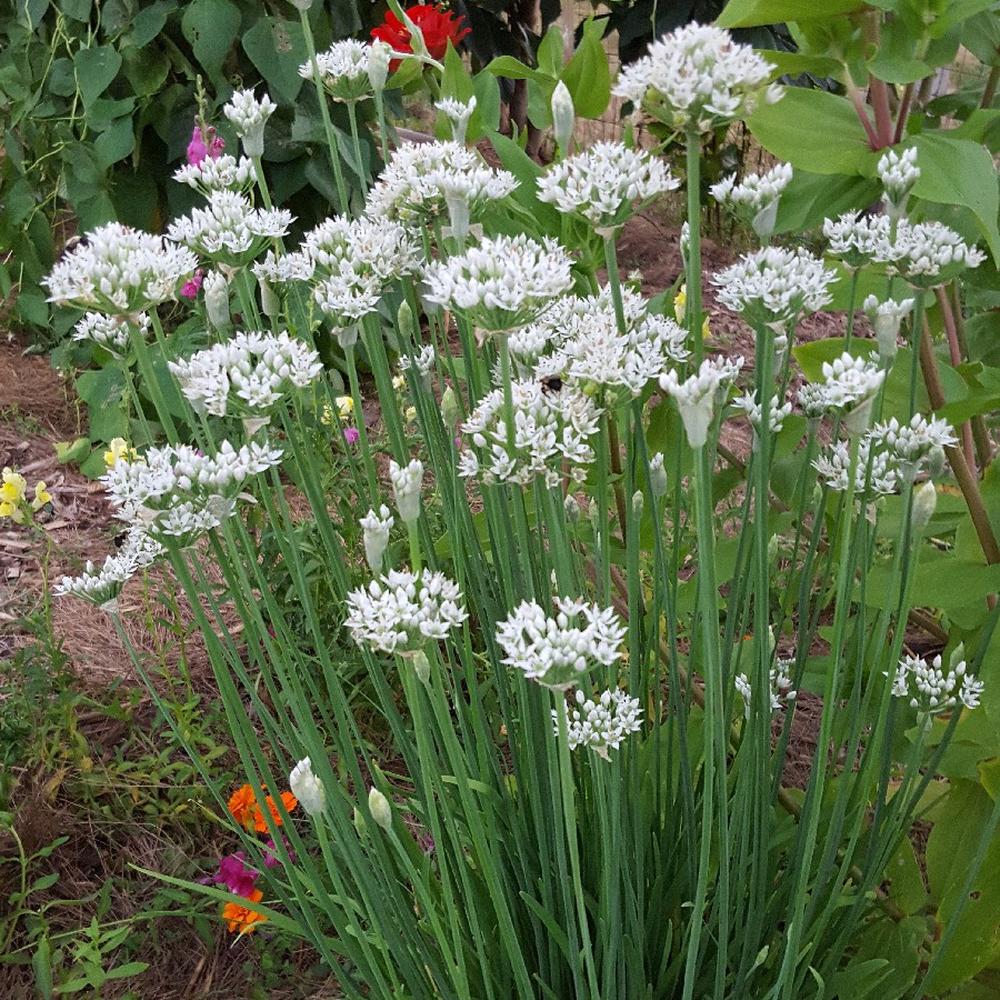 Chives Seeds - Garlic