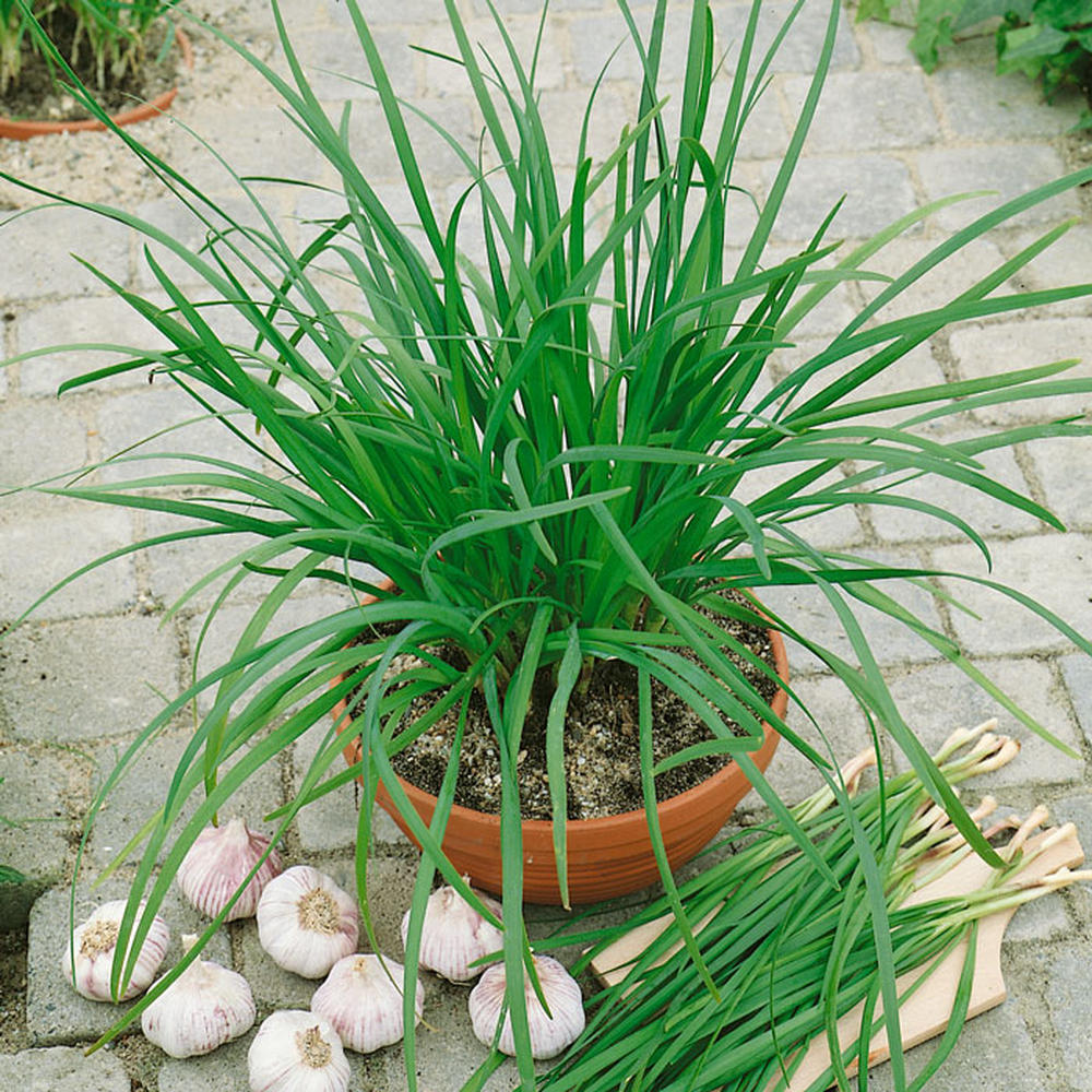 Garlic Chive Seeds (Organic)