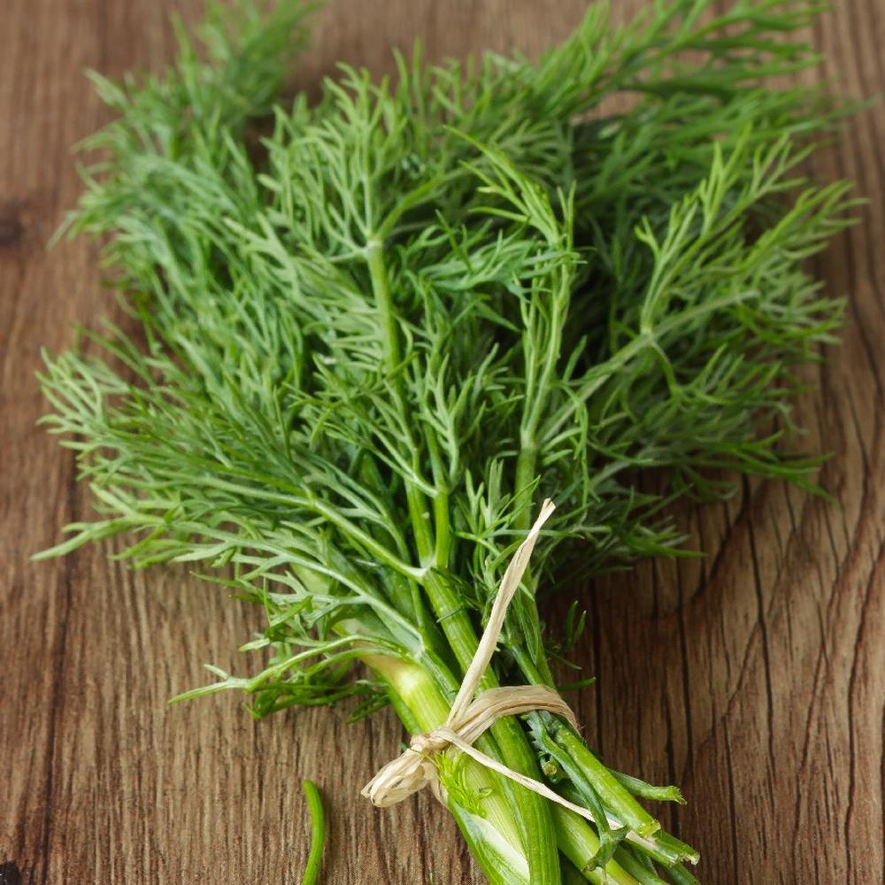 Dill Seeds - Bouquet (Common)