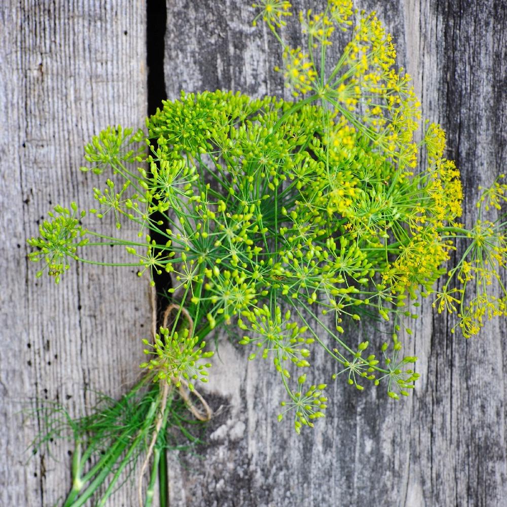 Dill Seeds - Long Island Mammoth