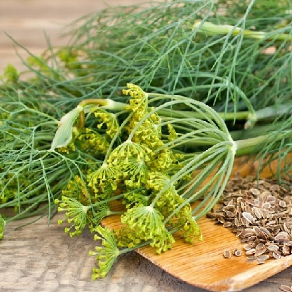 Dill Seeds - Dukat