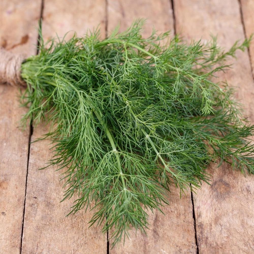 Dill Seeds - Elephant