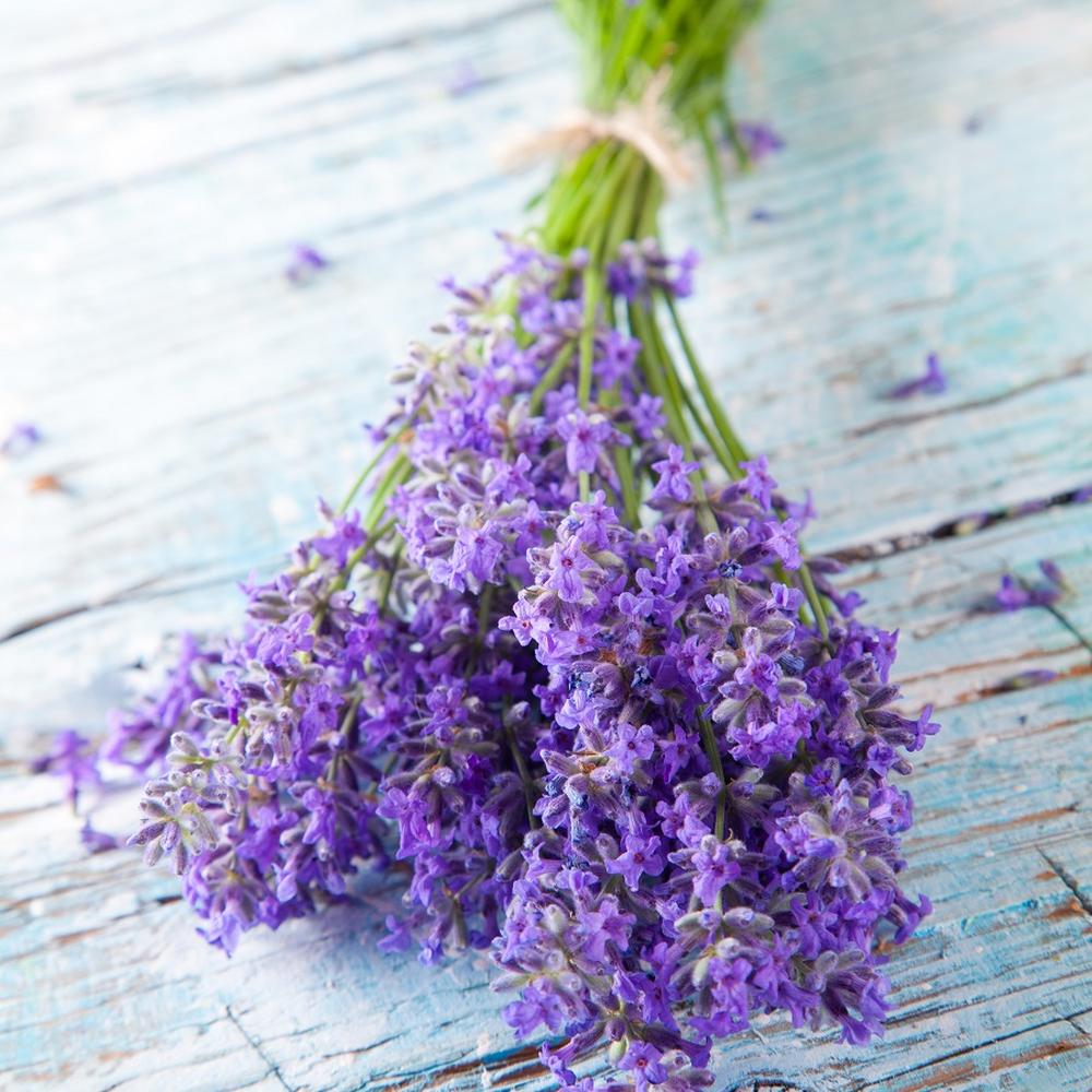 Lavender Seeds - Munstead