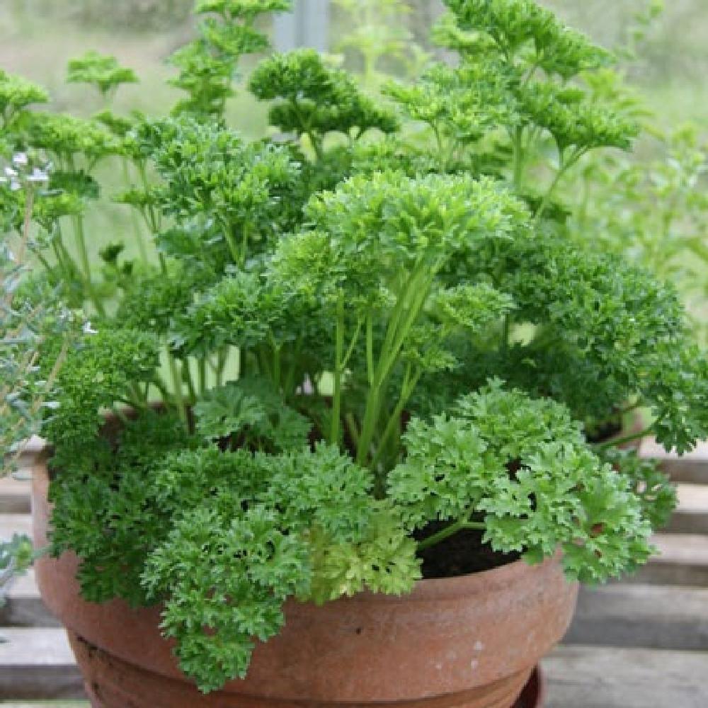 Parsley Seeds - Paramount