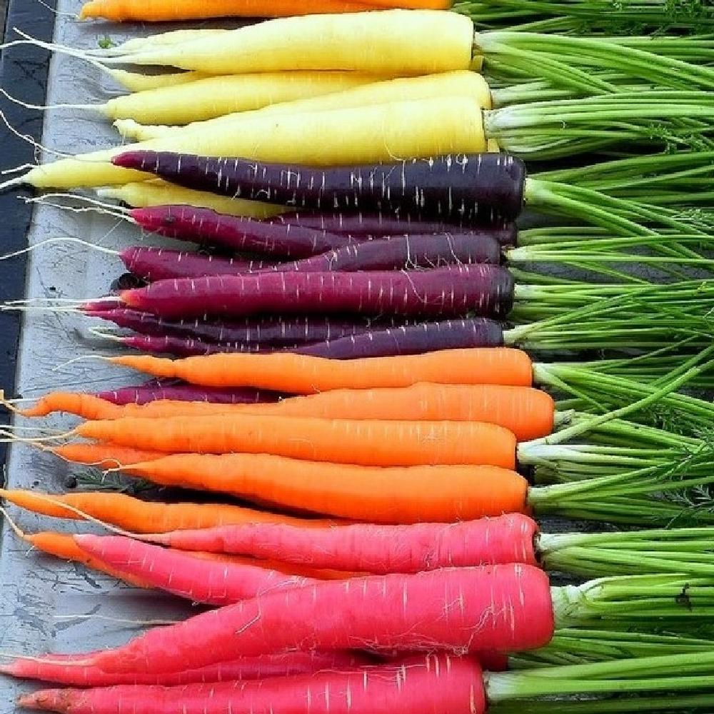 Carrot Seeds (Organic) - Rainbow Blend