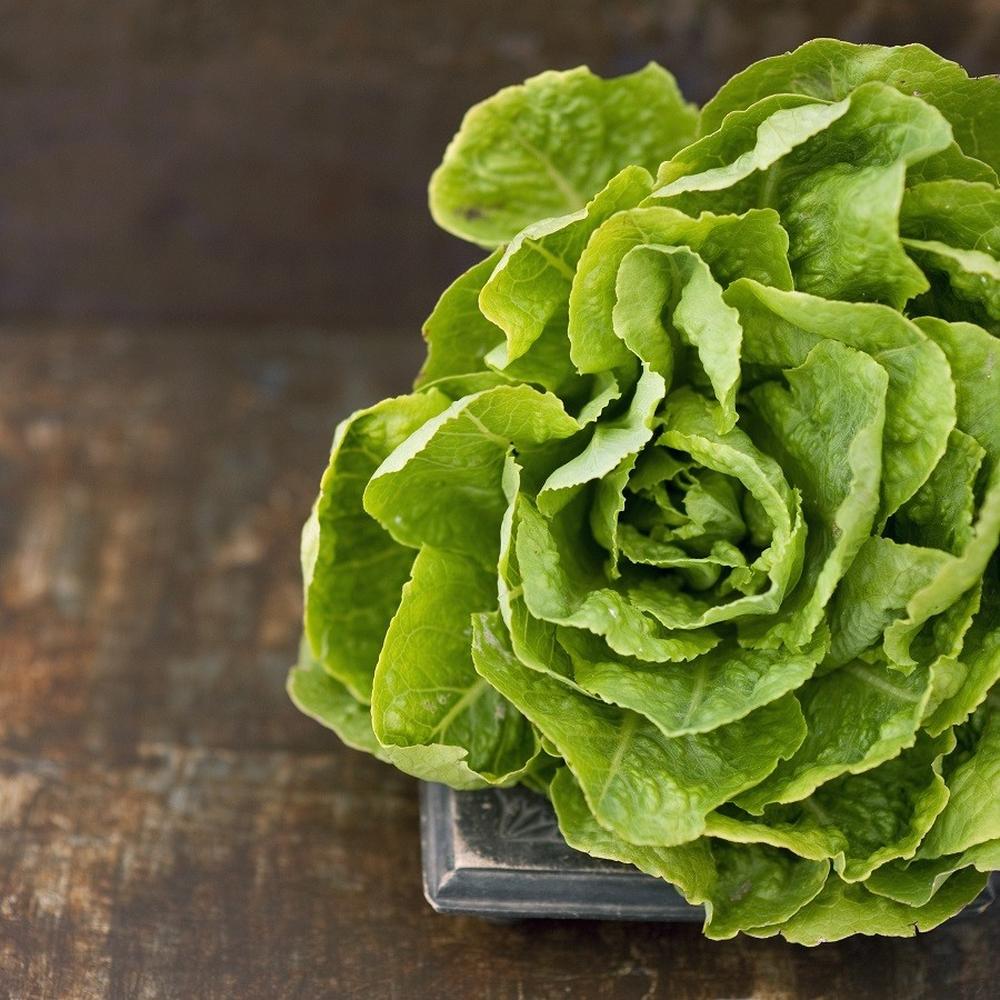 Lettuce Seeds (Organic) - Buttercrunch