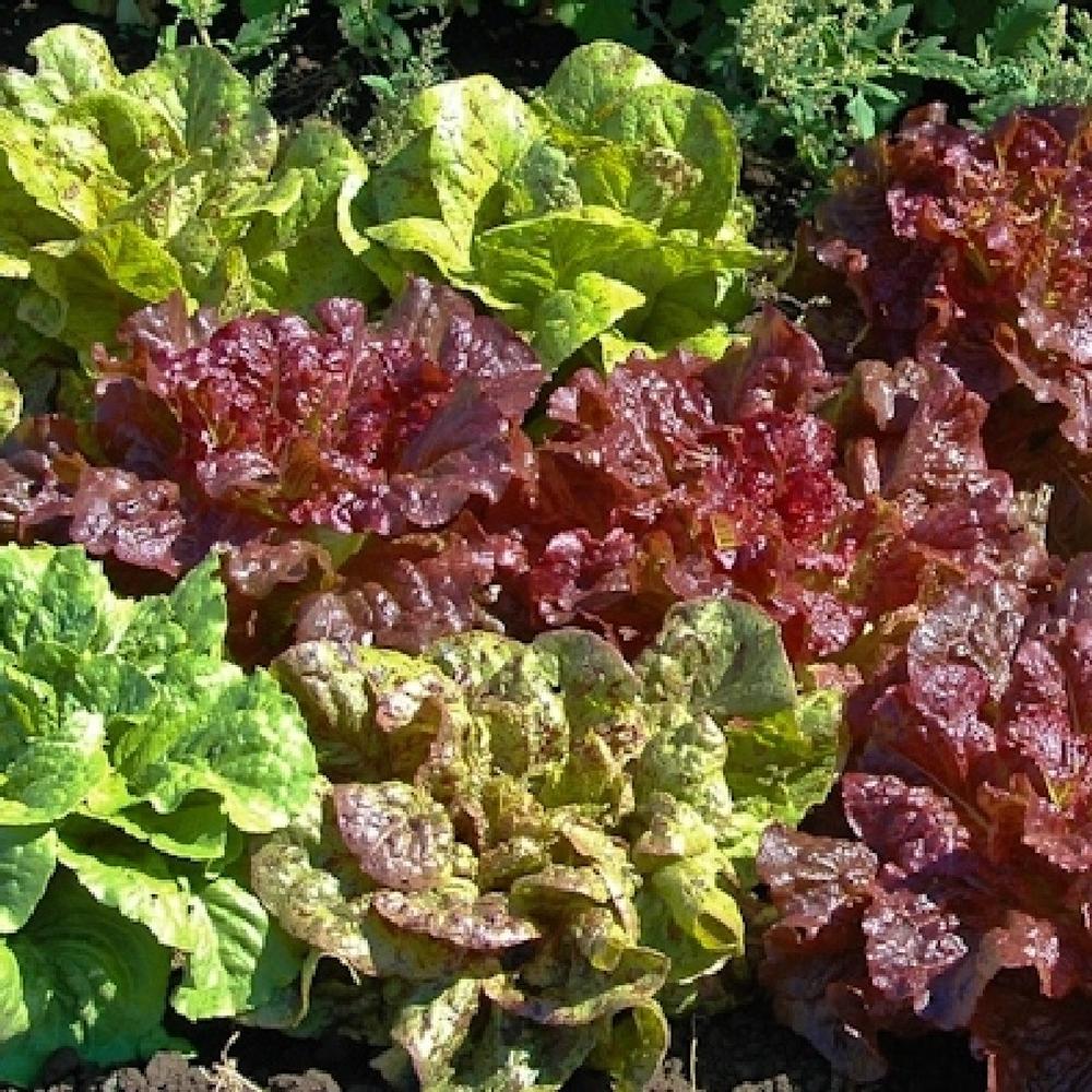 Lettuce Seeds (Organic) - Garden Blend