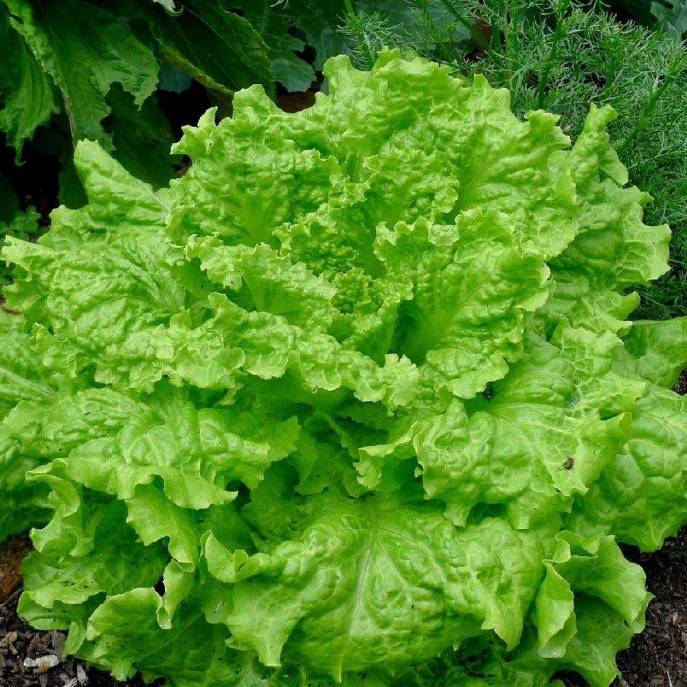 Lettuce Seeds (Organic) - Black Seeded Simpson