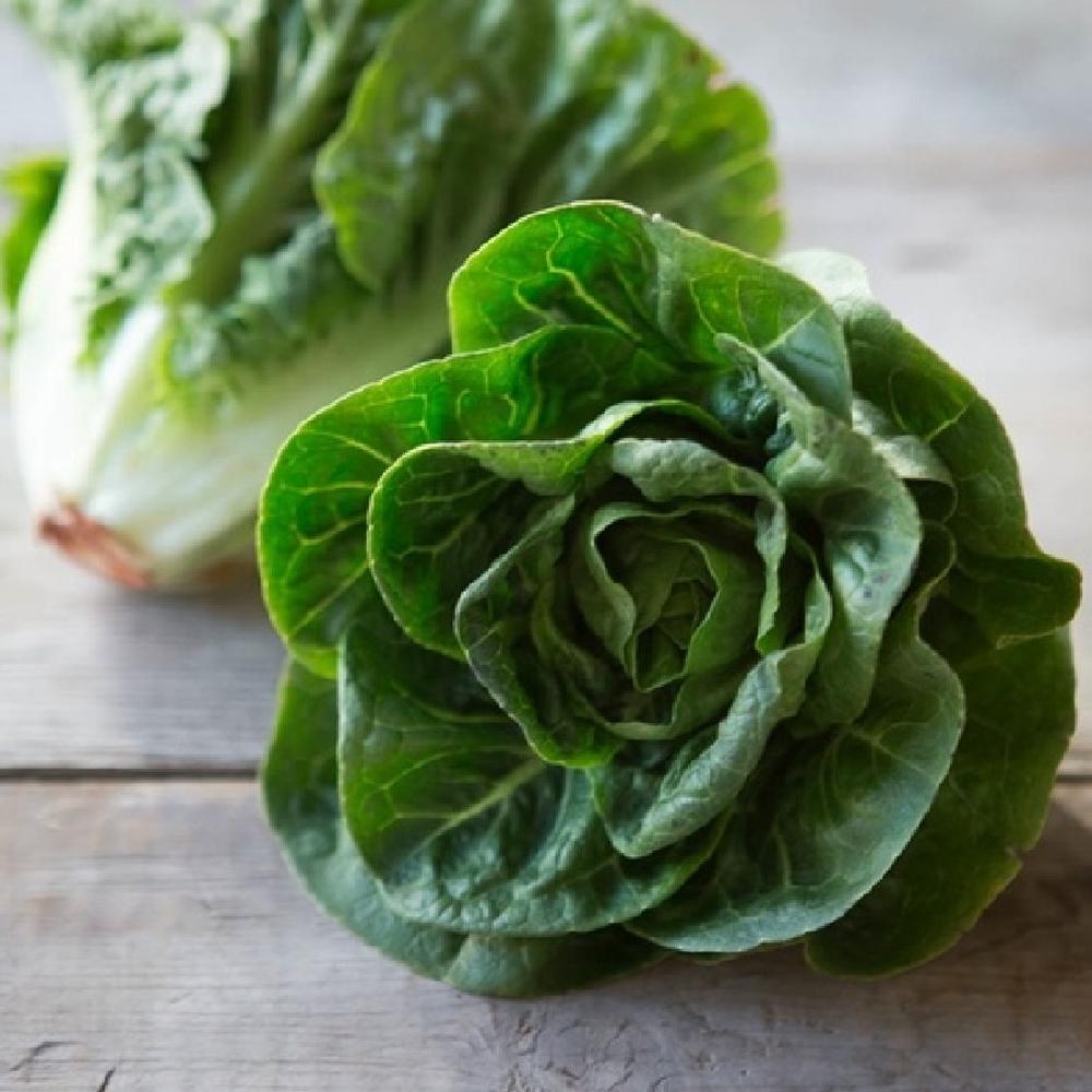 Lettuce Seeds (Organic) - Little Gem