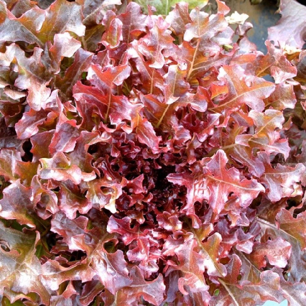 Lettuce Seeds (Organic) - Salad Bowl - Red