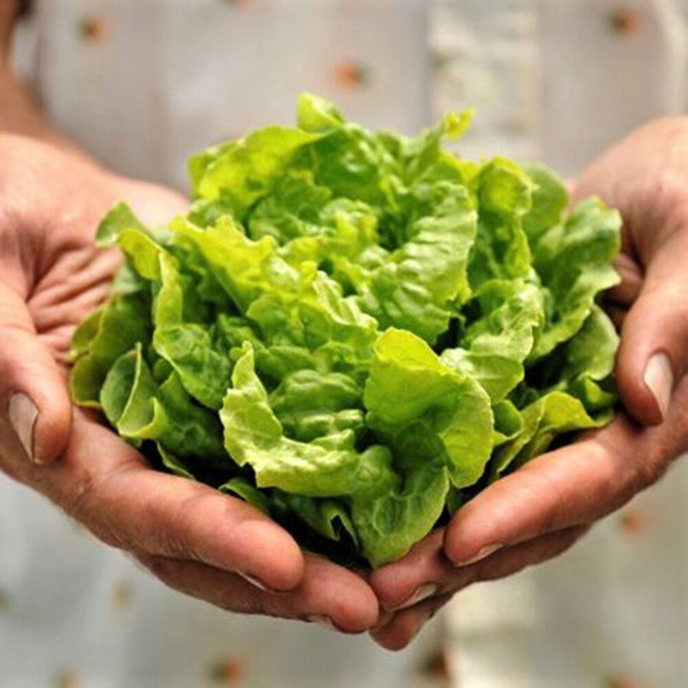 Lettuce Seeds (Organic) - Tom Thumb
