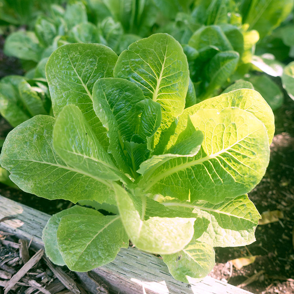 Lettuce Seeds (Organic) - Romaine Little Caesar