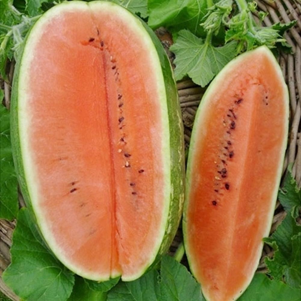 Watermelon Seeds (Organic) - Jubilee Improved
