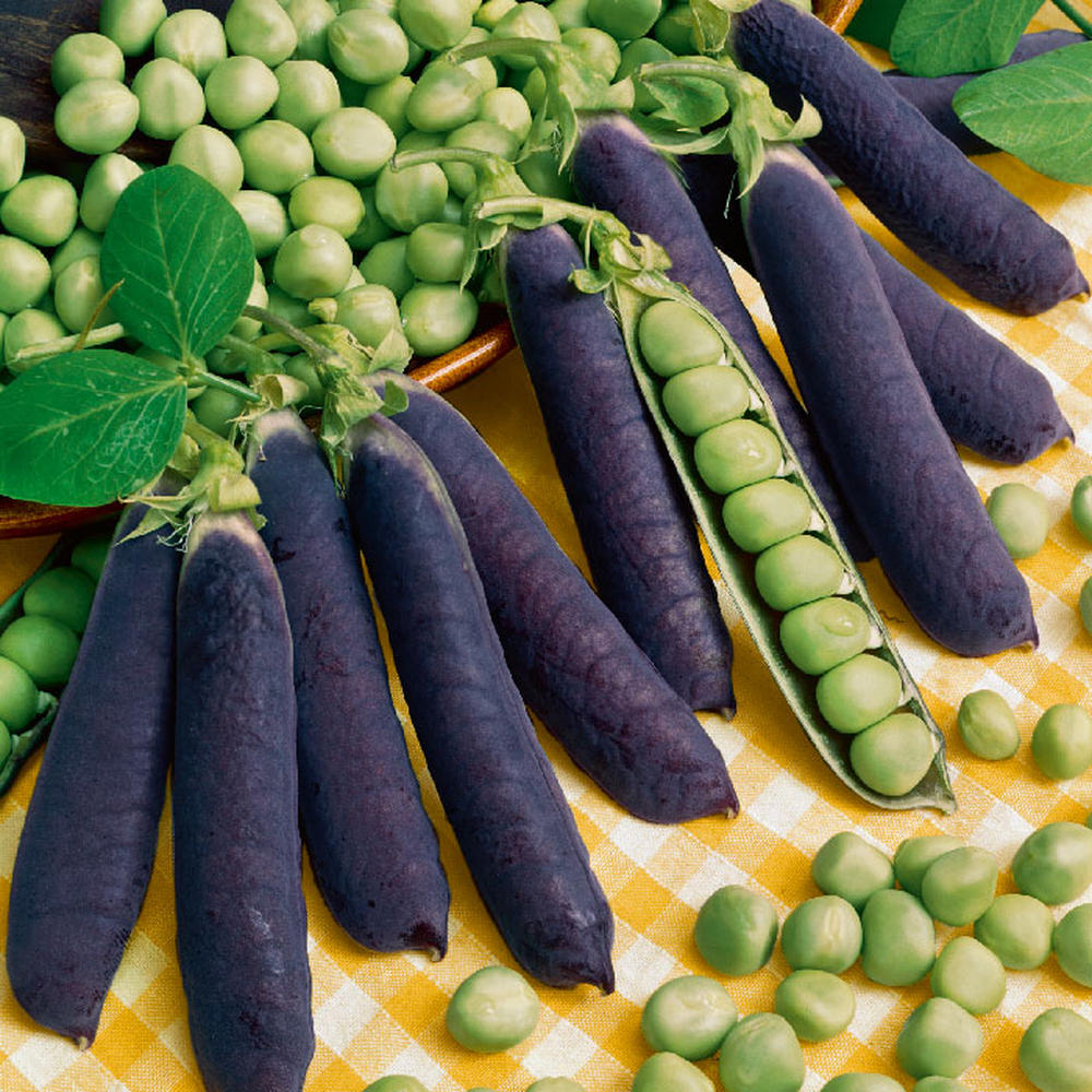 Pea Seeds (Organic) - Blue Shelling