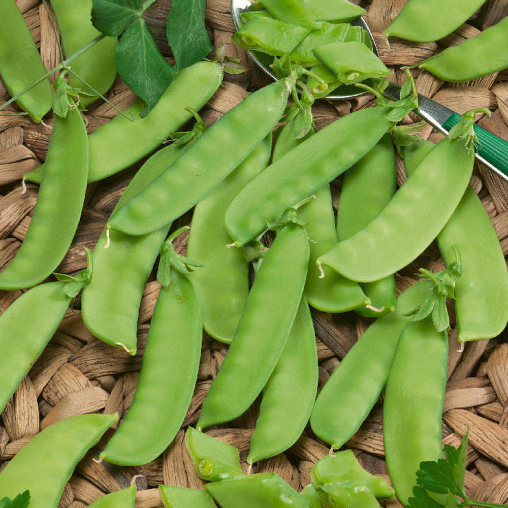 Pea Seeds (Organic) - Mammoth Melting