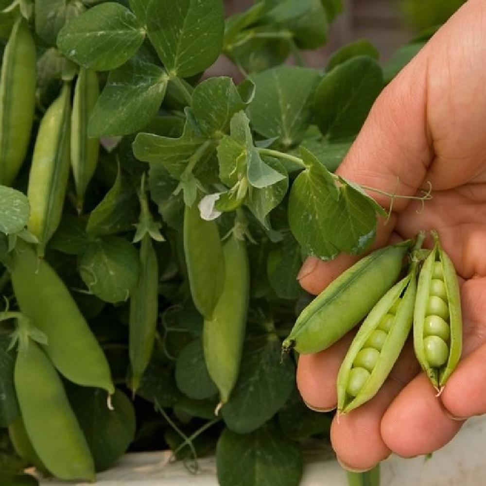 Pea Seeds (Organic) - Tom Thumb