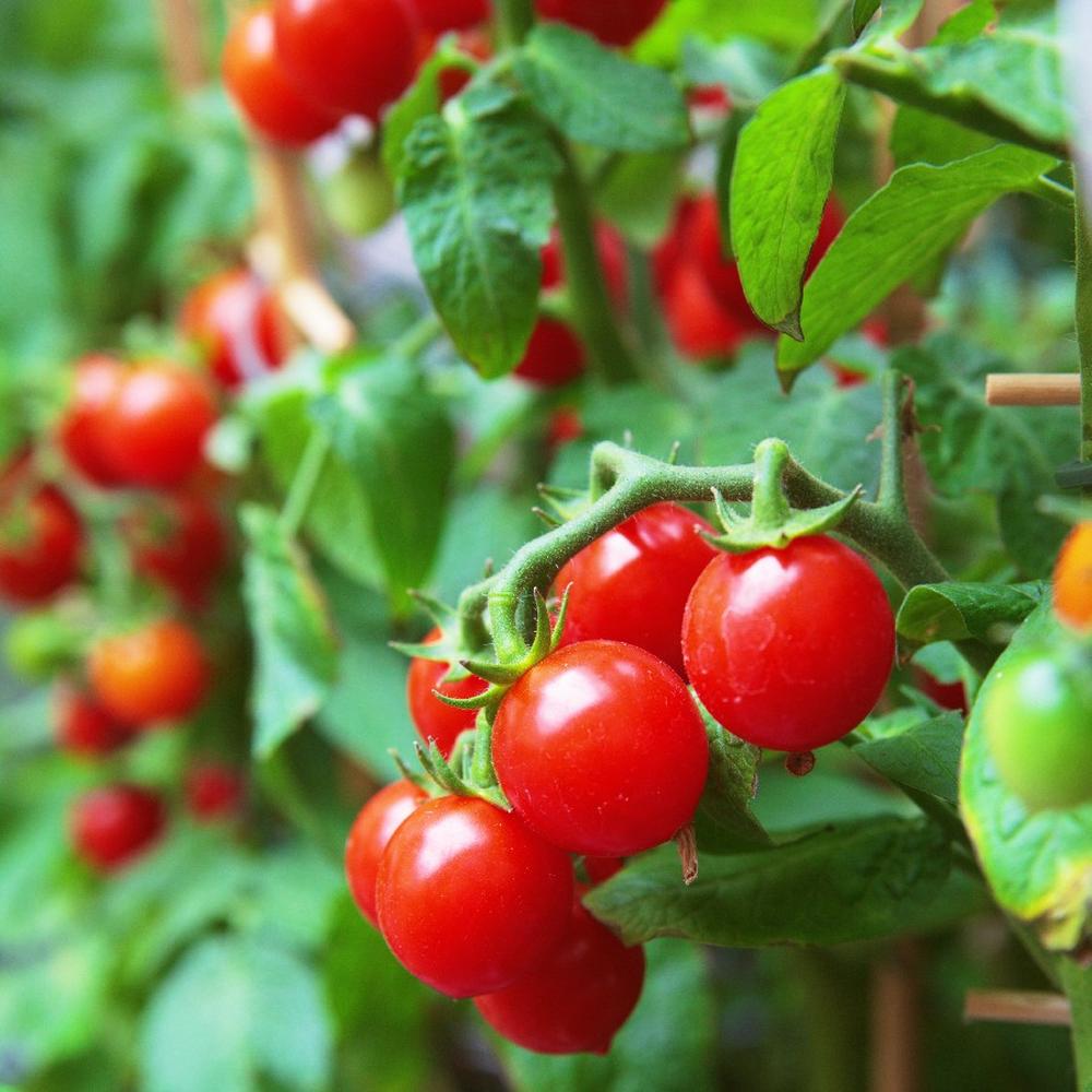 Tomato Seeds (Organic) - Small Red Cherry