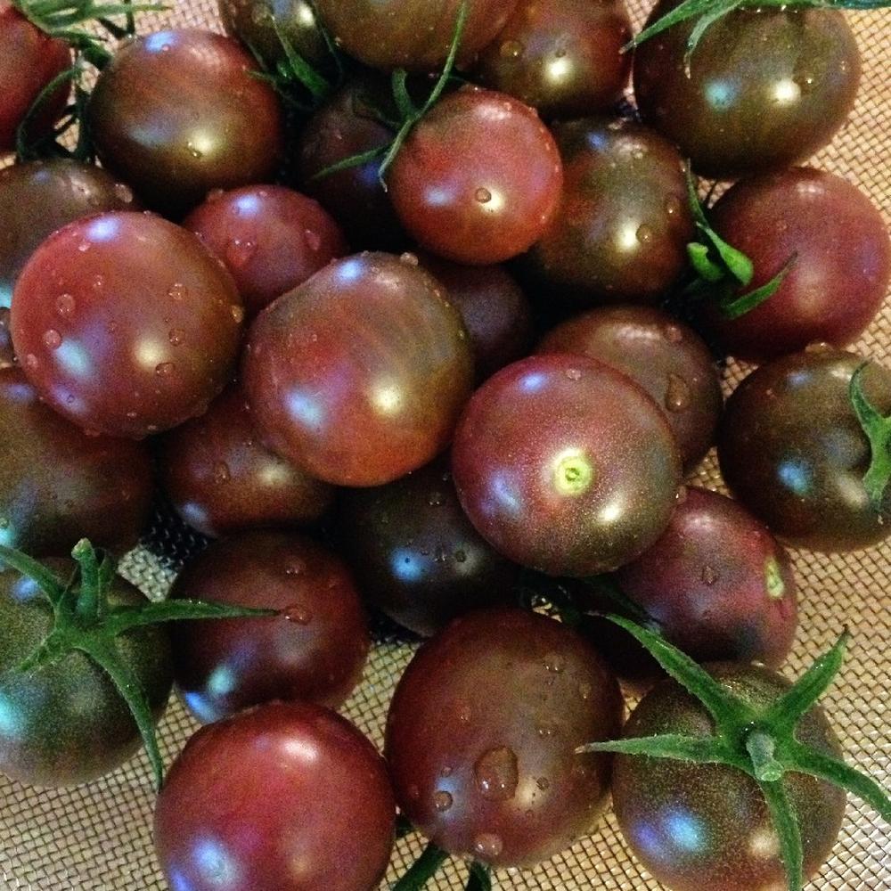 Tomato Seeds (Organic) - Black Cherry