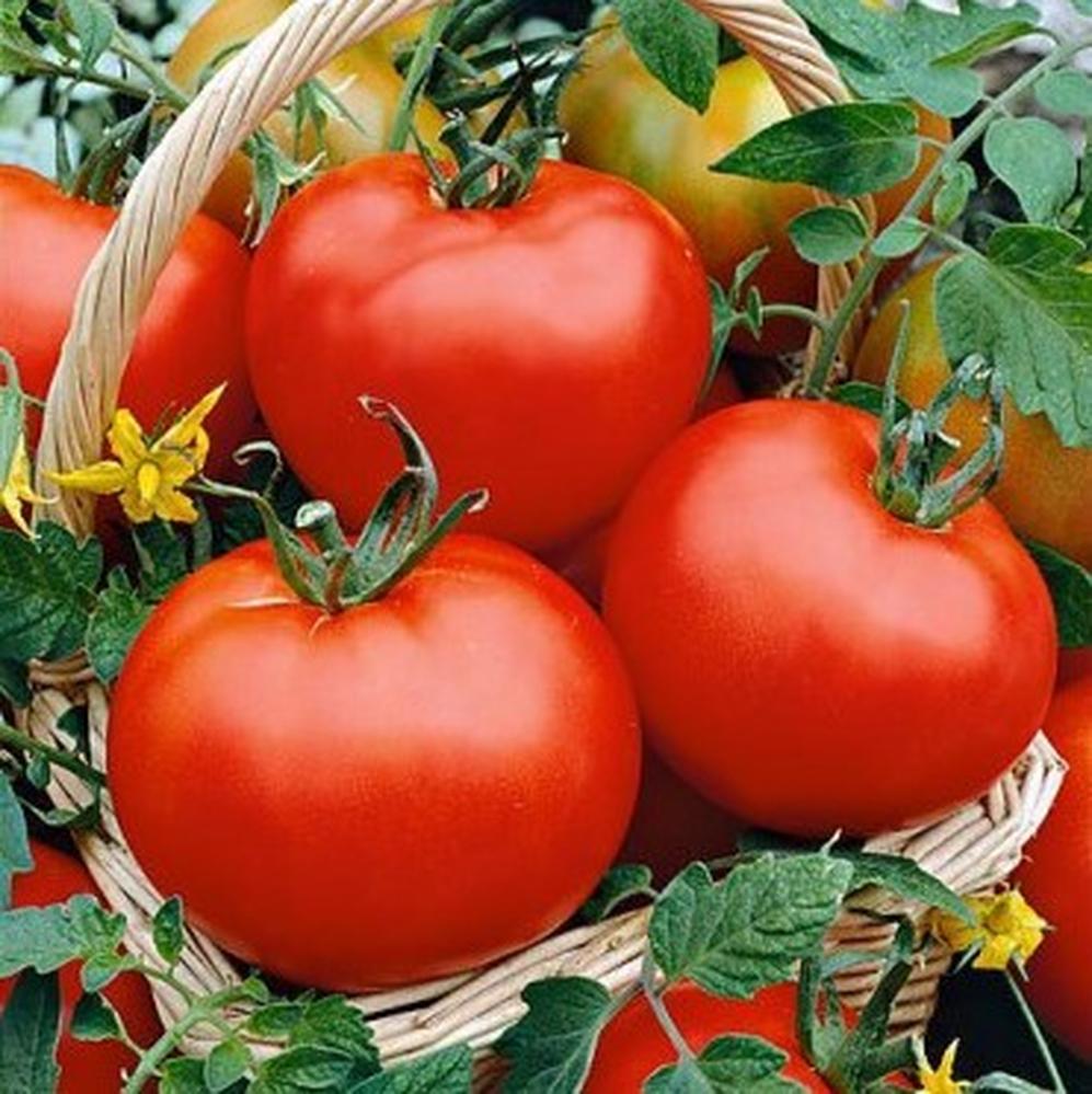 Tomato Seeds (Organic) - Floradade