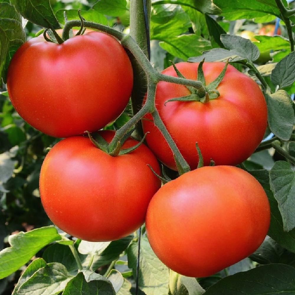 Tomato Seeds (Organic) - Homestead