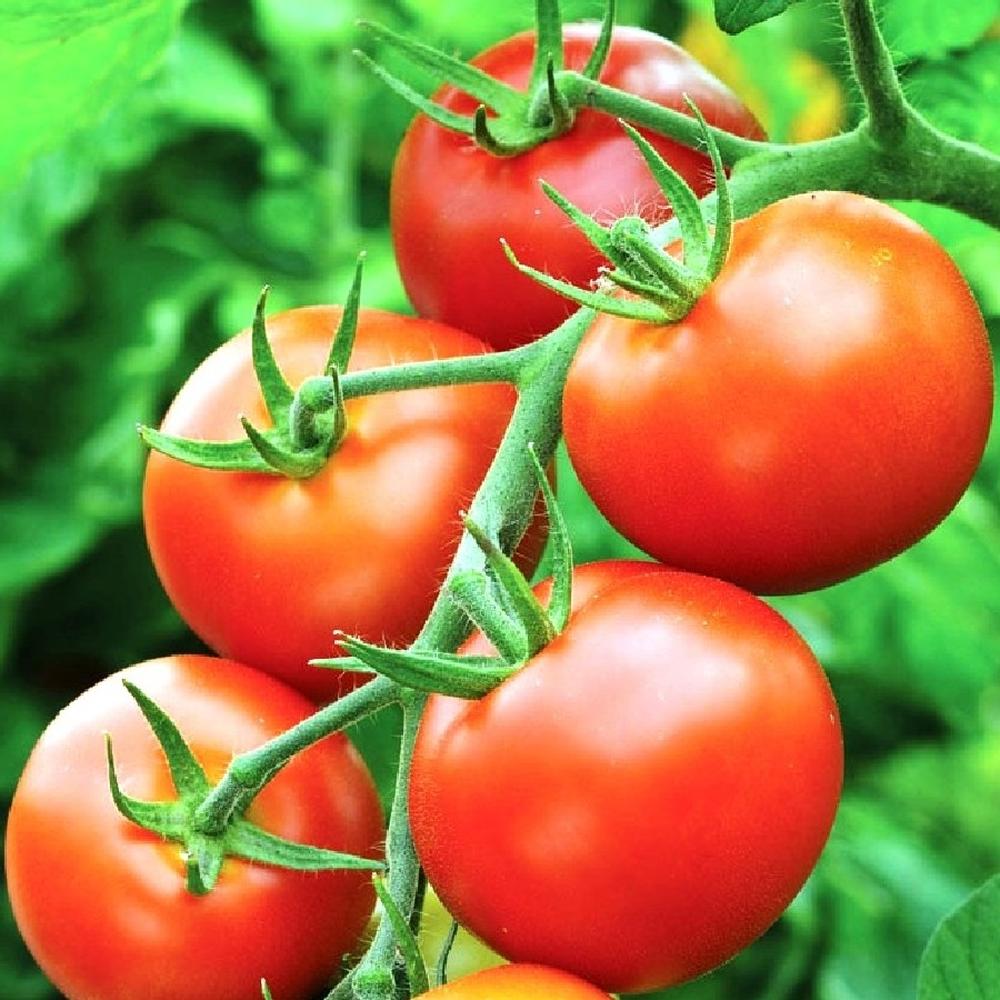 Tomato Seeds (Organic) - Moneymaker