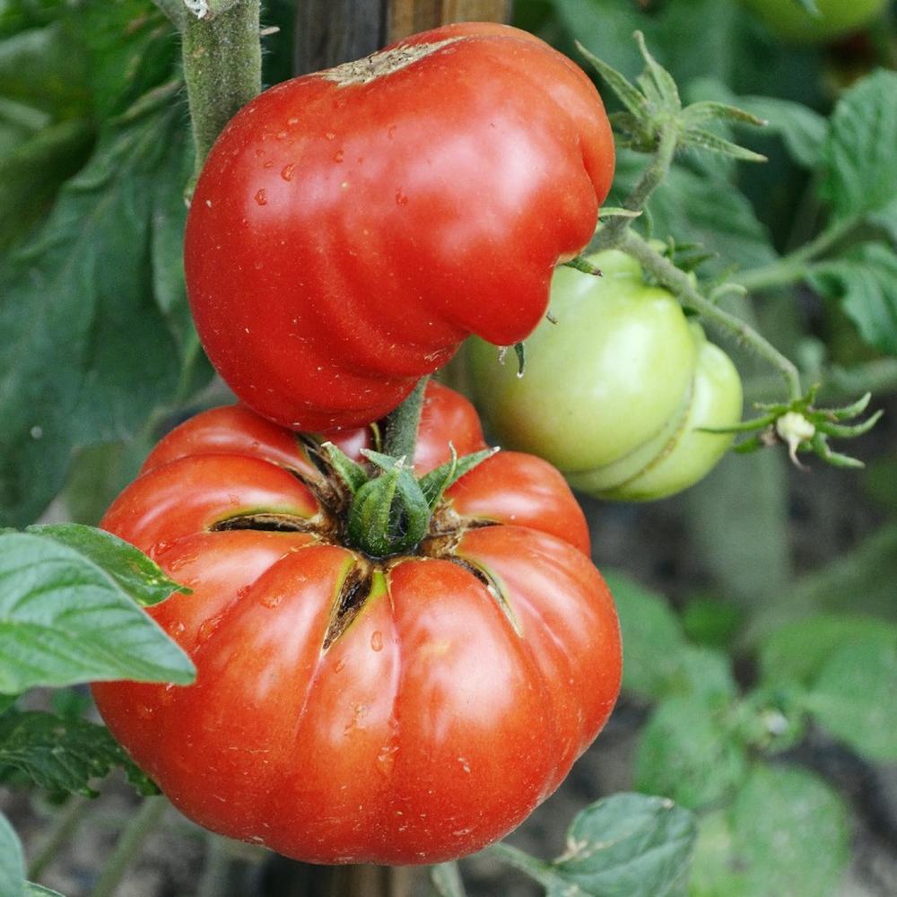 Tomato Seeds (Organic) - Mortgage Lifter