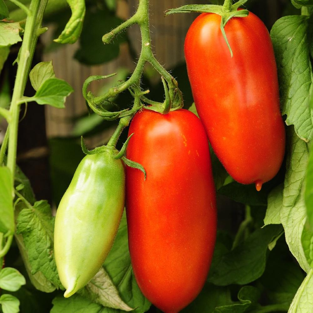 Tomato Seeds (Organic) - San Marzano