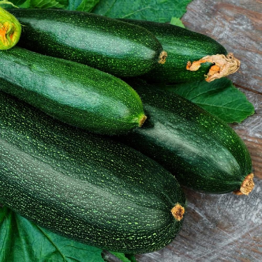 Squash Seeds (Organic) - Dark Green Zucchini
