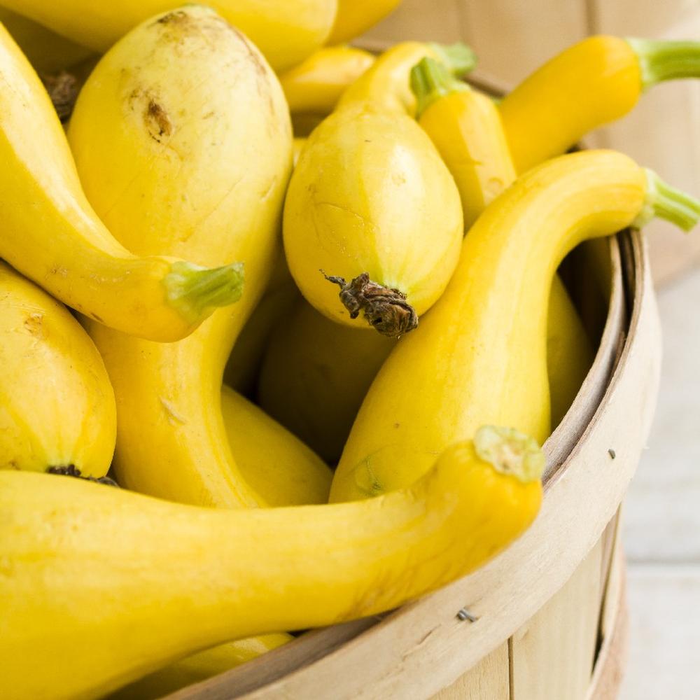 Squash Seeds (Organic) - Golden Summer Crookneck
