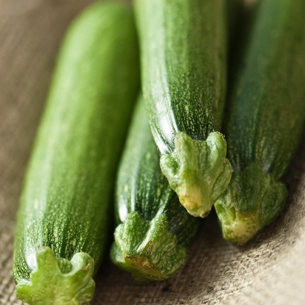 Squash Seeds (Organic) - Fordhook Zucchini