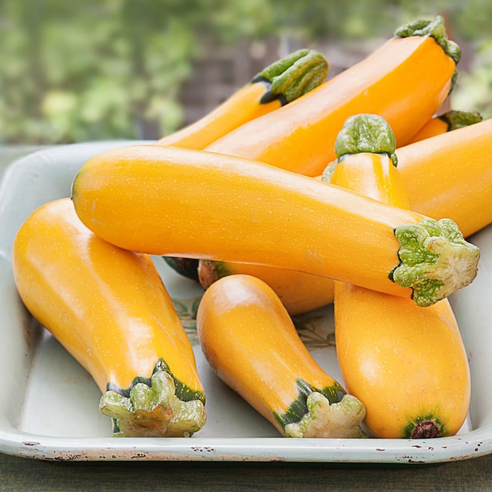 Squash Seeds (Organic) - Golden Zucchini