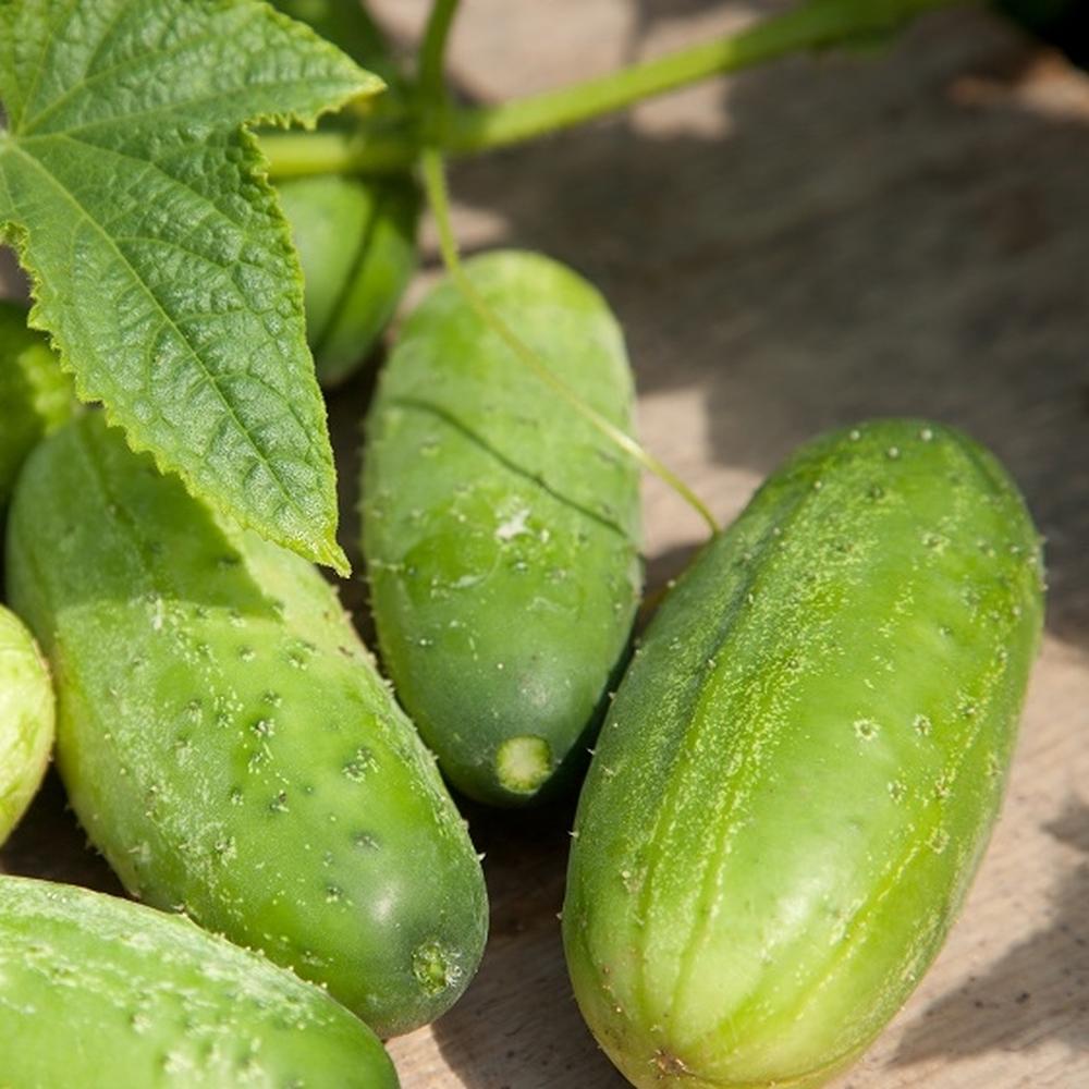 Cucumber Seeds (Organic) - Homemade Pickles