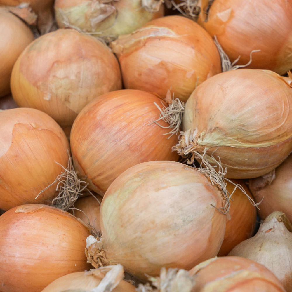 Onion Seeds (Organic) - Yellow Sweet Spanish